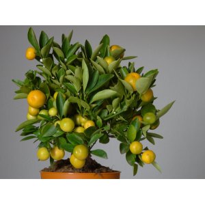 Mandarínka (Citrus × microcarpa) ´CALAMONDIN´ – výška 20–30 cm, kont. C1L – MINI KMIENOK
